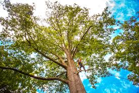 Best Tree and Shrub Care  in Deer Park, WA