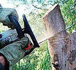 Best Arborist Consultation Services  in Deer Park, WA