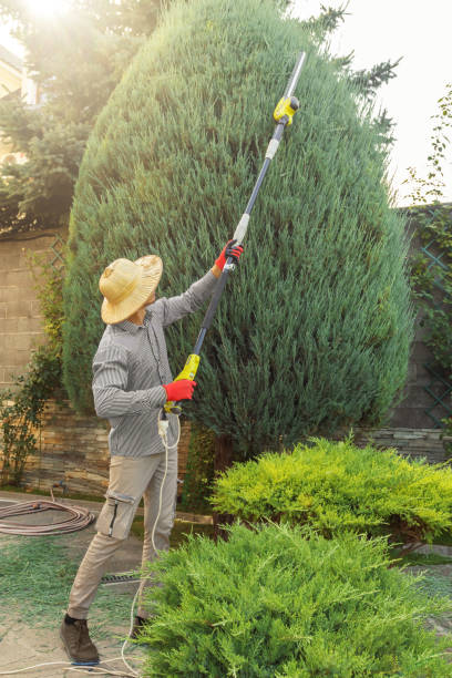 Best Stump Grinding and Removal  in Deer Park, WA